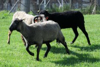 /album/fotogalerie-shetlandske-ovce/farma-lysa-n-l-foto-grocholova-0462-jpg1/